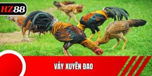 Vảy Xuyên Đao